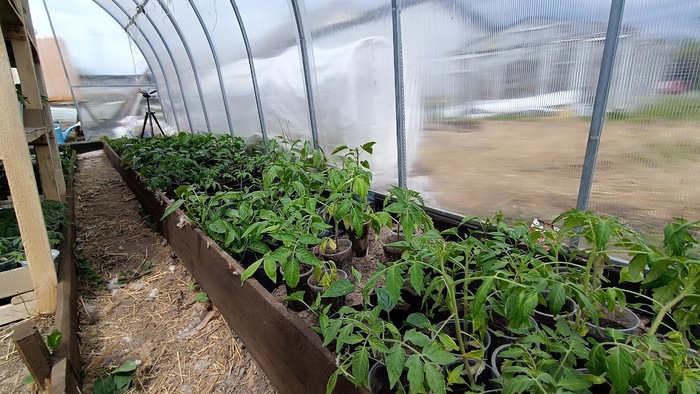 Как вырастить рассаду томатов в домашних условиях. Об этом не знают огородники