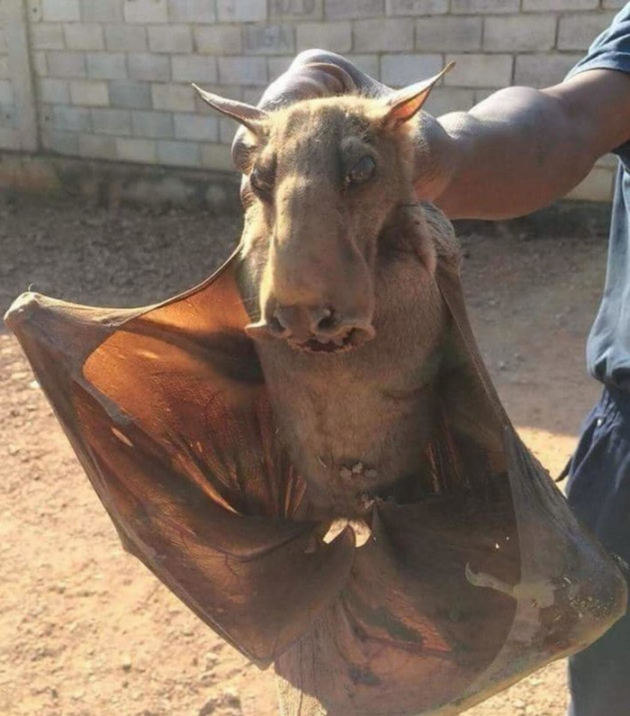 Так вот какой гад всю ночь под окнами орал!