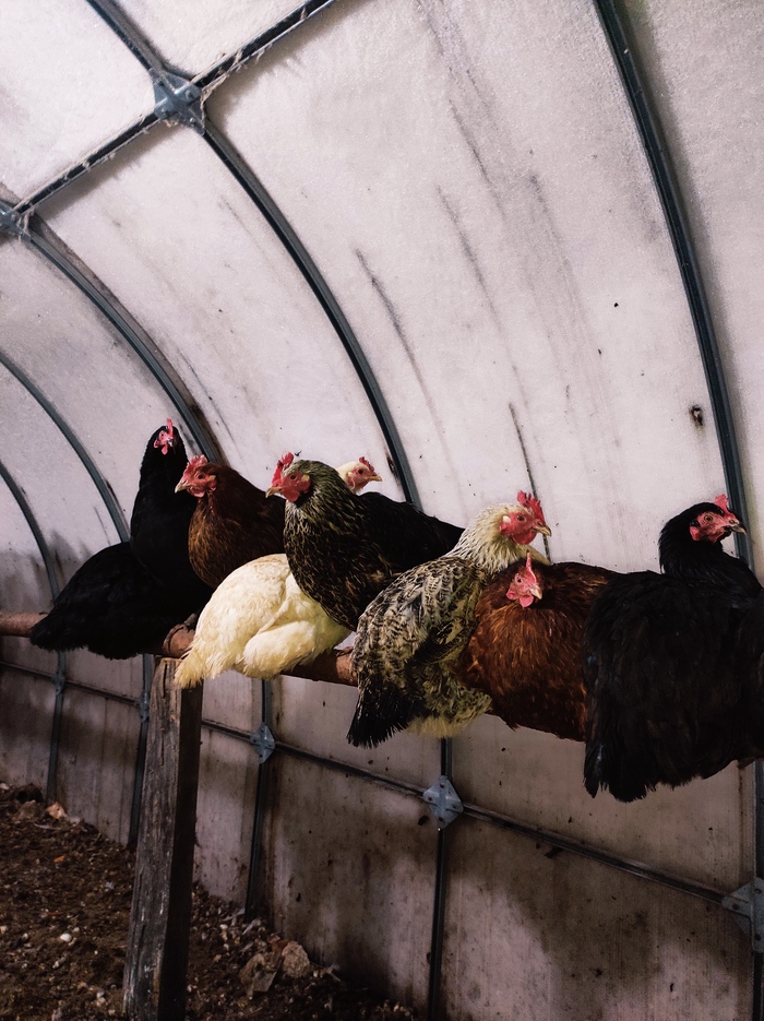 После подорожания яиц завел курочек. Теперь домашние яйца стали дороже, чем в магазине. Что-то пошло не так