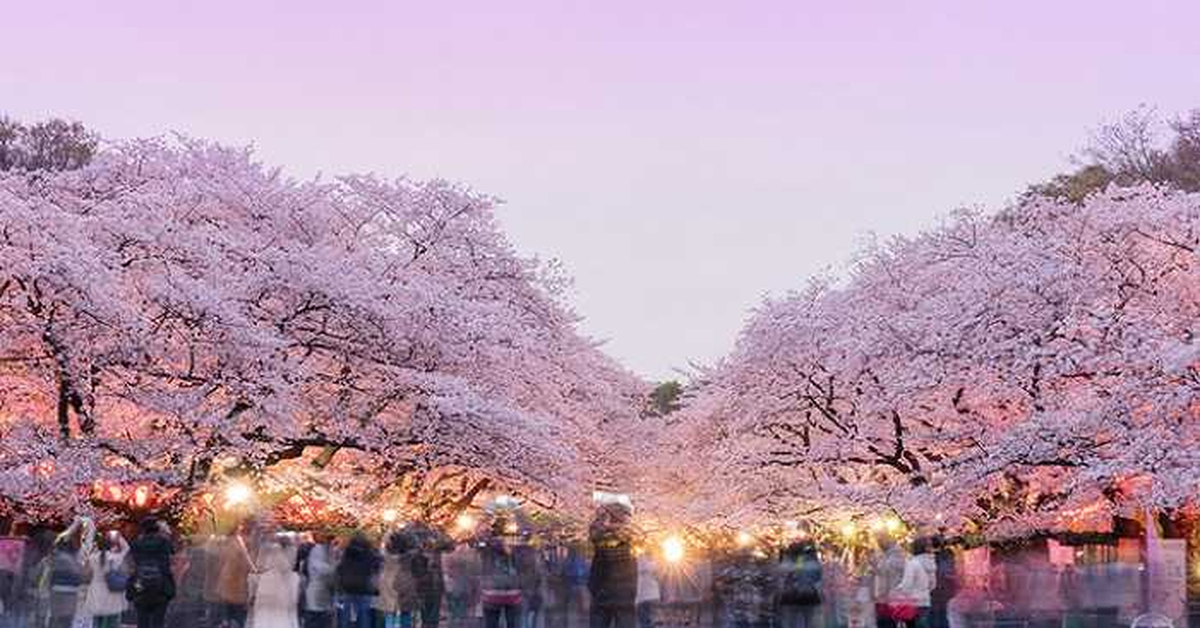 Парка хана. Парк Уэно в Токио. Парк Уэно Сакура. Цветение Сакуры Уэно. Цветение Сакуры в Токио.