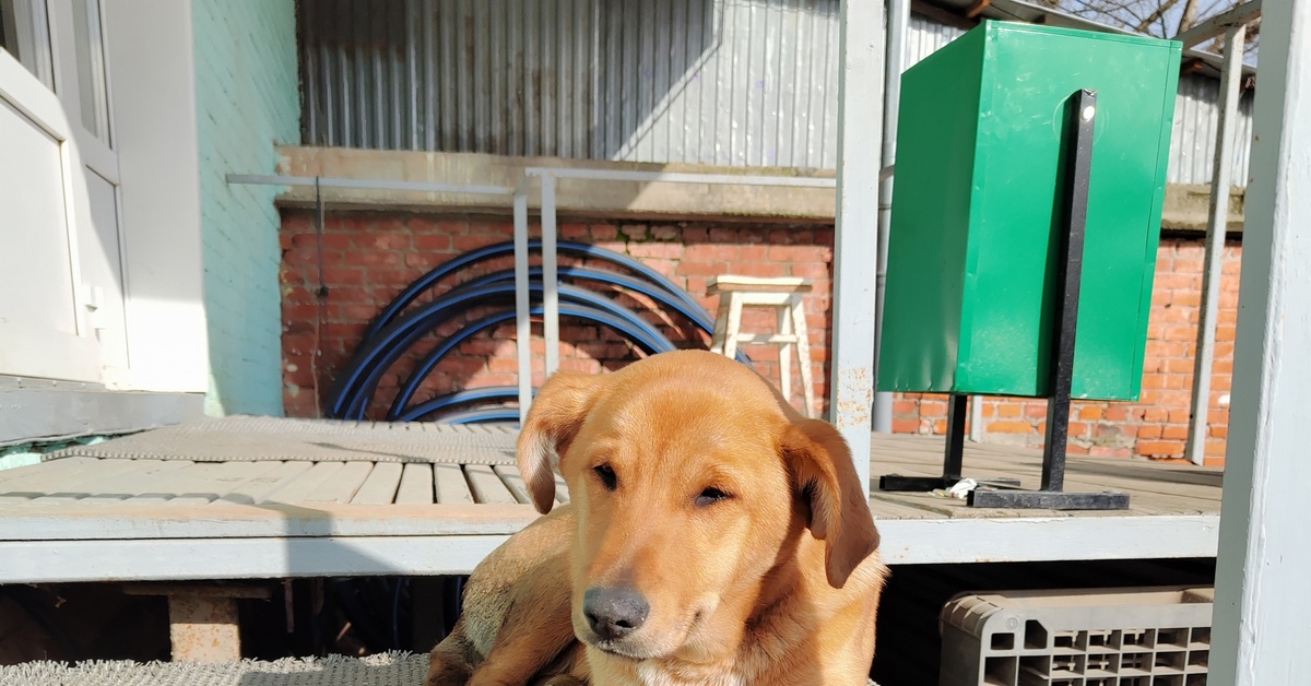 потеряшка фильм. потеряшка видео. потеряшка видео. игрушка потеряшка пушистик подделка. потеряшка видео.