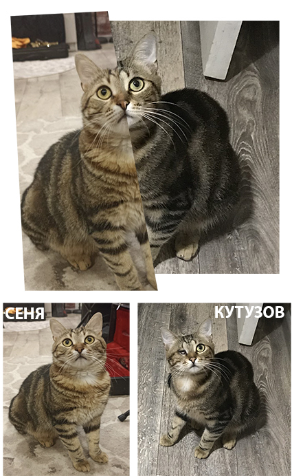 Коллаж из фото Сени и фото Кутузова - одна и та же МОРДА!