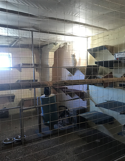 Вольеры для кошек.