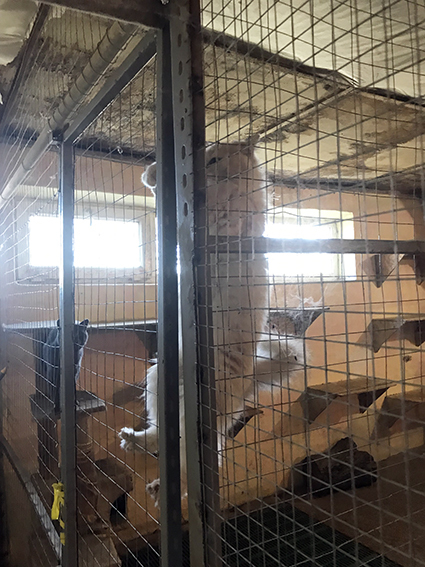 Старенькая очень красивая кошечка, у которой умерла хозяйка. Так хочет к людям.