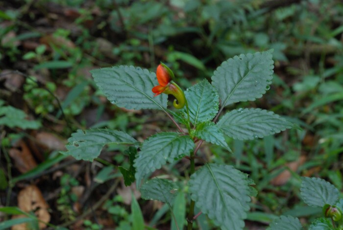       - Kilimanjaro Impatiens. -,  ,  