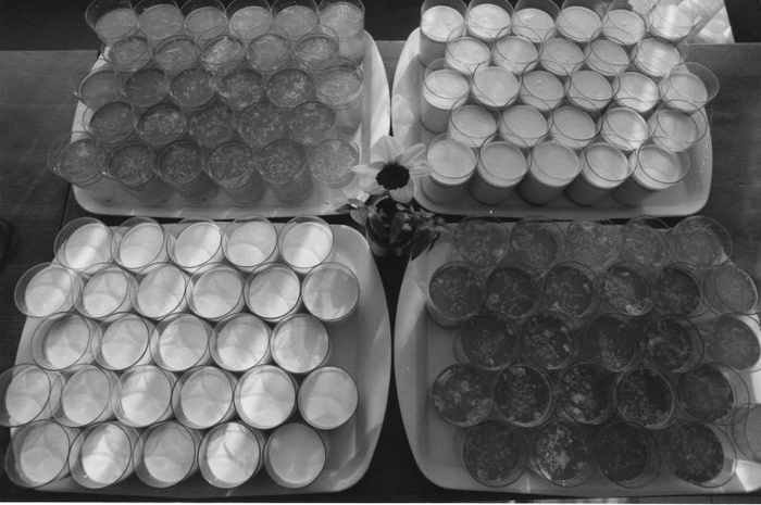 Подносы с напитками