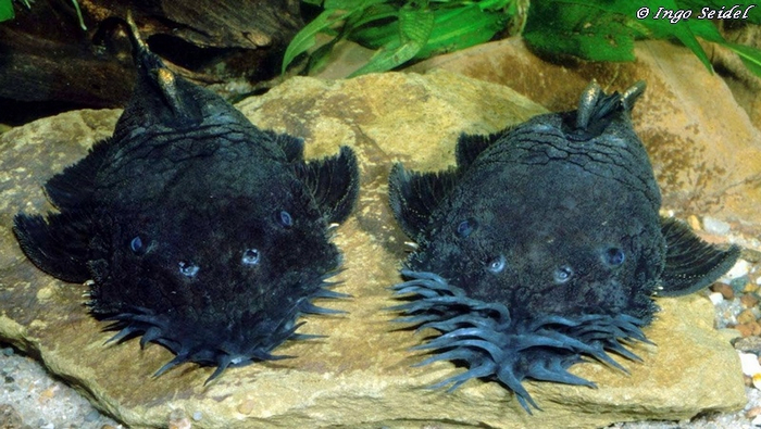 Самка, самец и разница между их усами.