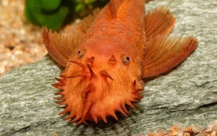 Из-за необычного вида и тихого характера анциструс стал популярен у аквариумистов. Из стандартной тёмно-серой морфы они вывели красную разновидность. Даже не знаю, какая версия выглядит более инопланетно.