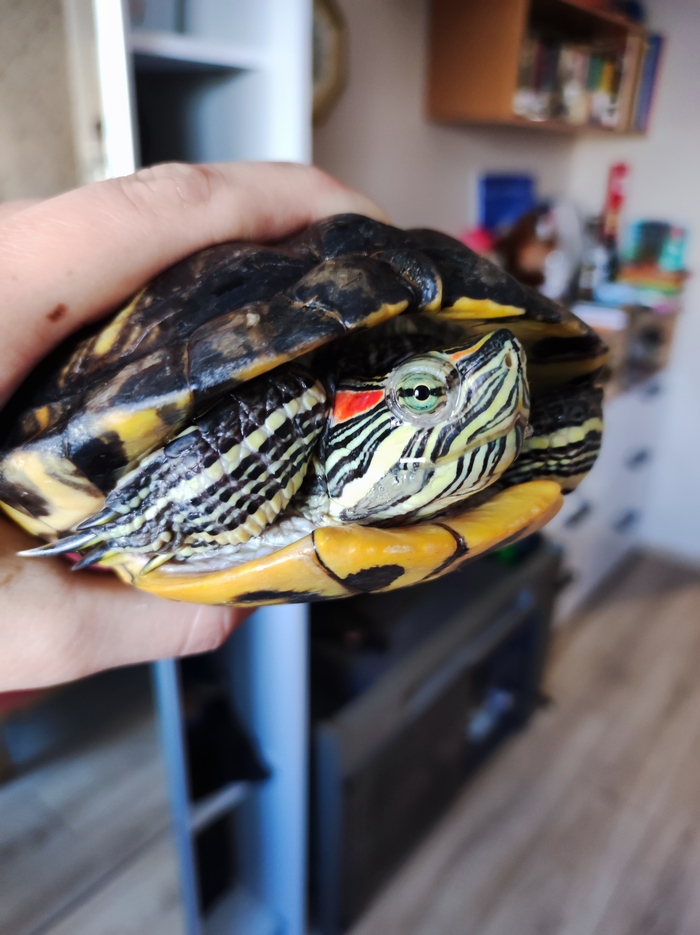 Секс-гигант черепаха Диего вернулся домой после десятилетий жизни в неволе (видео)