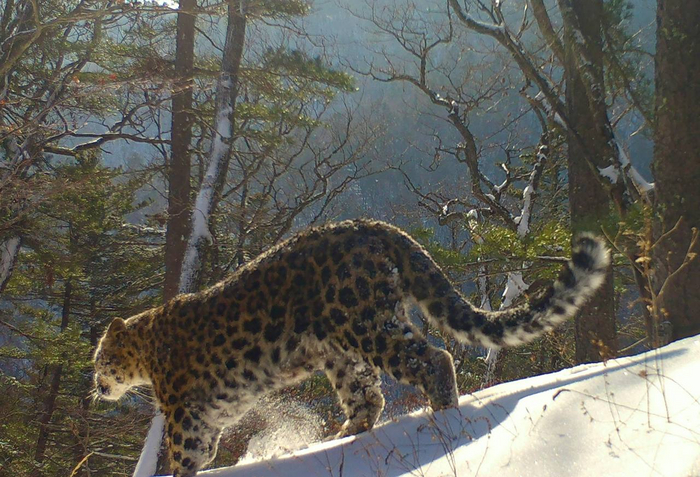 Королева, как ни посмотри. И, видимо, любительница холода