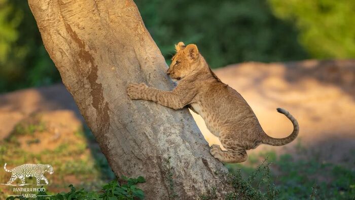 Львёнок пытается удержать падающее дерево