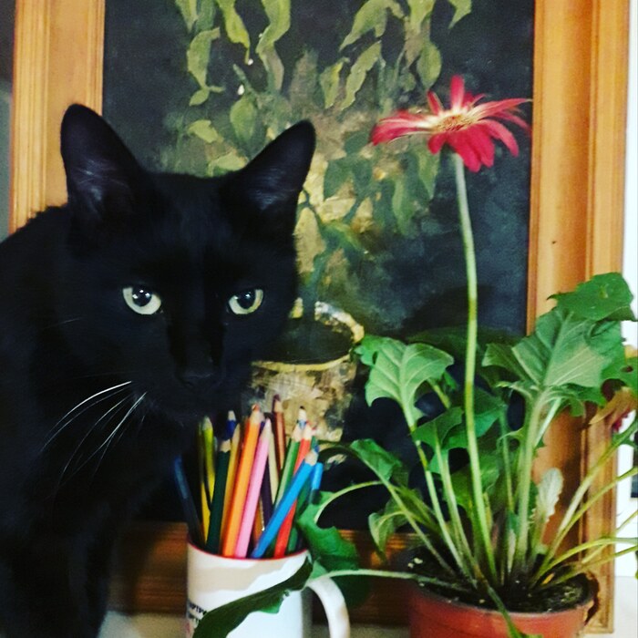 Найди кота!...