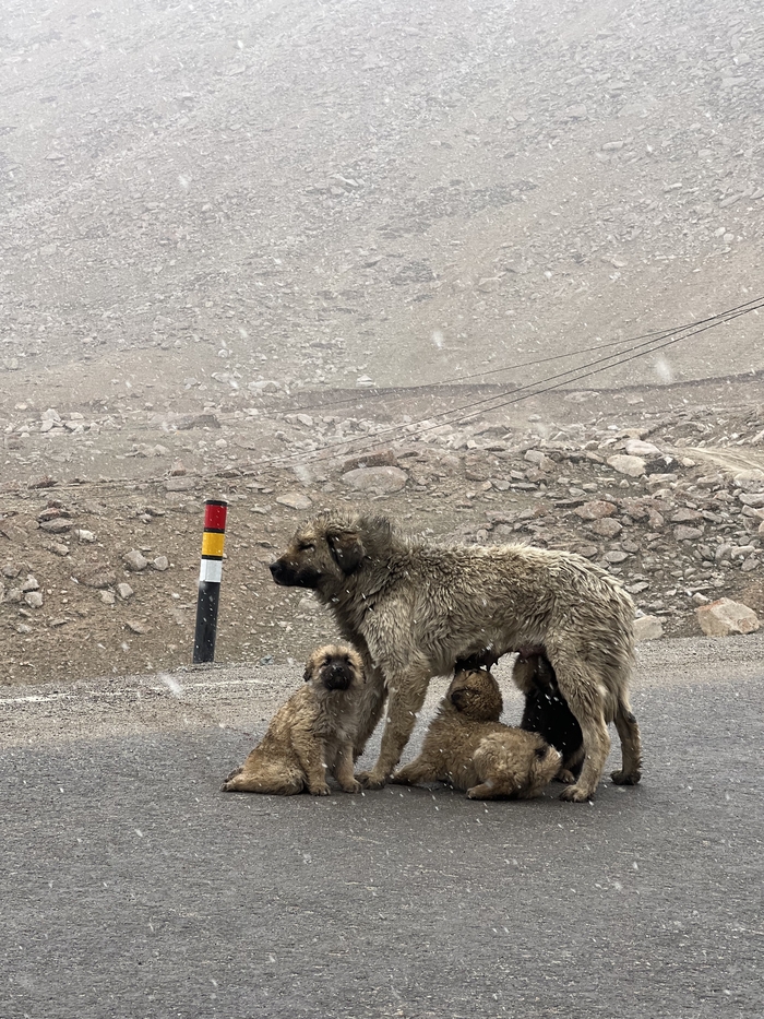И что вам в жарком Гоа не сидеЛОСЬ?