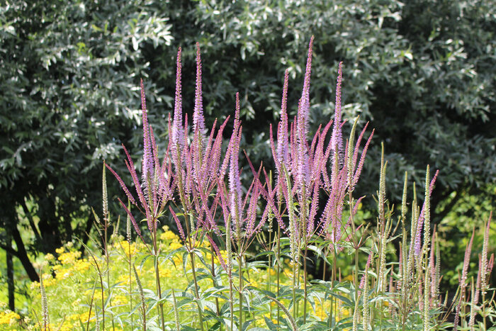 ������� ������������� � ��������� �������� �����, ���� ���