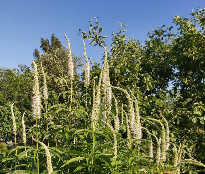 ��� � ���� ������������� ������ ���������