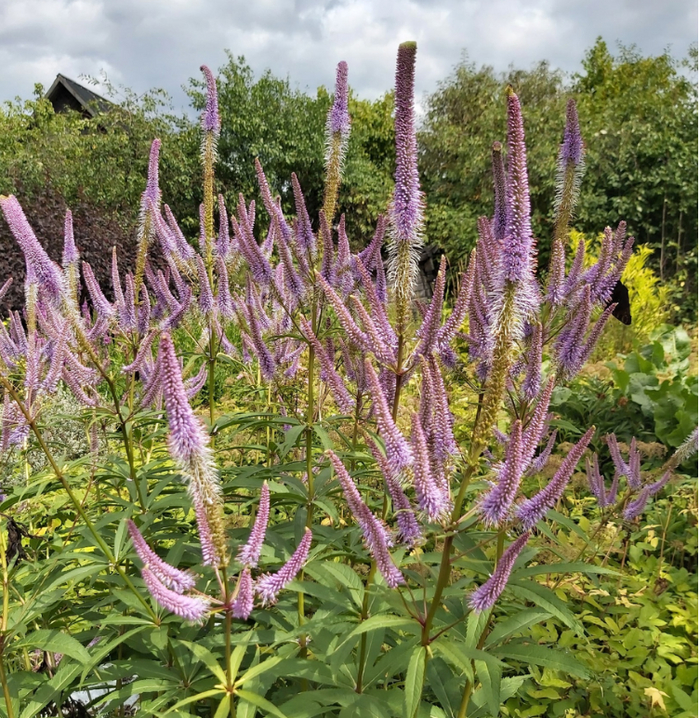 ��� � ���� ������ ���������