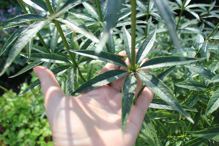 ������ � ��������� �������� �����