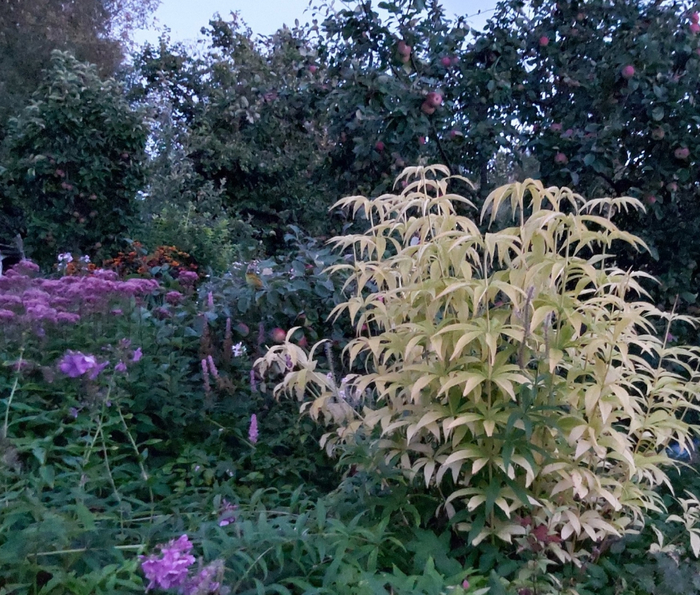 ��� � ���� ������ ���������, ���, ������ ��������