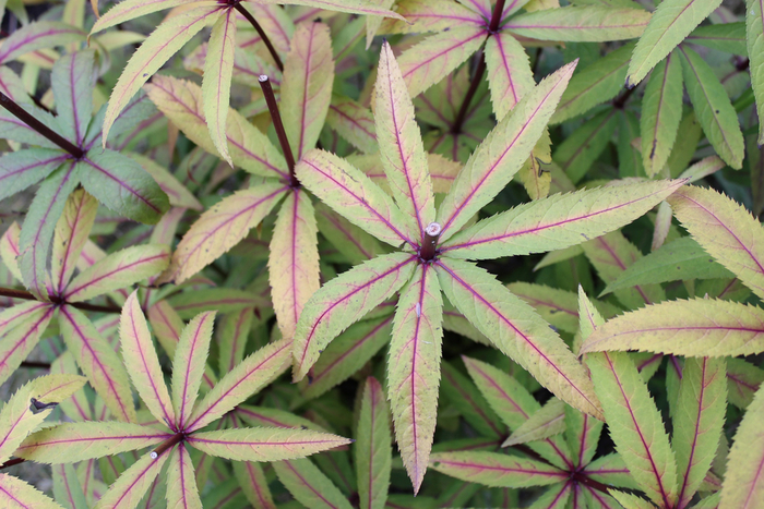 ��� �.�.���������, <!--noindex--><a href="https://pikabu.ru/story/landshaftnyiy_praktikum__58_khochu_veronikastrum_ili_kak_vpisat_ponravivsheesya_rastenie_v_sad_11117716?u=http%3A%2F%2Fvk.com%2Fid18781837&t=vk.com%2Fid18781837&h=2af964fab272c28a2637fb8cbd3b16b5d30b07c7" title="http://vk.com/id18781837" target="_blank" rel="nofollow noopener">vk.com/id18781837</a><!--/noindex-->