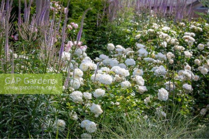 ��������: GAP Photos/Jonathan Buckley