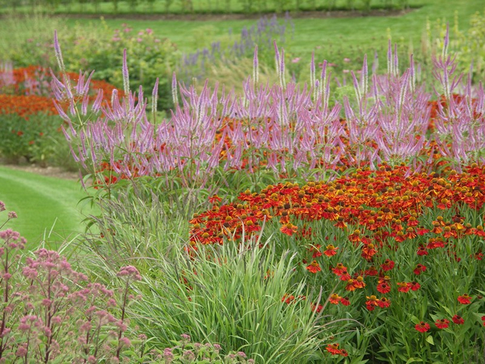 ������-��������� � ���������. ��������: <!--noindex--><a href="https://pikabu.ru/story/landshaftnyiy_praktikum__58_khochu_veronikastrum_ili_kak_vpisat_ponravivsheesya_rastenie_v_sad_11117716?u=http%3A%2F%2Fpereny.org&t=pereny.org&h=beed7315cdd495b8064bb7bbc766e8d810fdf381" title="http://pereny.org" target="_blank" rel="nofollow noopener">pereny.org</a><!--/noindex-->