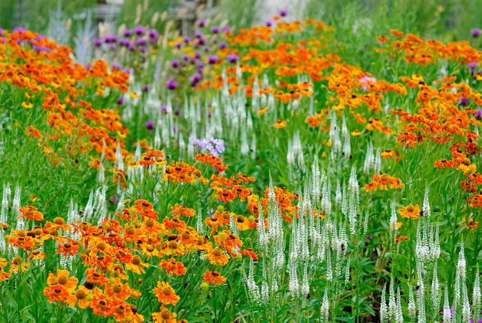 ��������: <!--noindex--><a href="https://pikabu.ru/story/landshaftnyiy_praktikum__58_khochu_veronikastrum_ili_kak_vpisat_ponravivsheesya_rastenie_v_sad_11117716?u=http%3A%2F%2Fperennialmeadows.com%2F2020%2F02%2Fnaturalistic-perennial-meadow%2F&t=perennialmeadows.com%2F2020%2F02%2Fnaturalistic-perennial-m...&h=c7d2ad2d684609d1dc13ccbfa34704ee5e4c5001" title="http://perennialmeadows.com/2020/02/naturalistic-perennial-meadow/" target="_blank" rel="nofollow noopener">perennialmeadows.com/2020/02/naturalistic-perennial-m...</a><!--/noindex-->