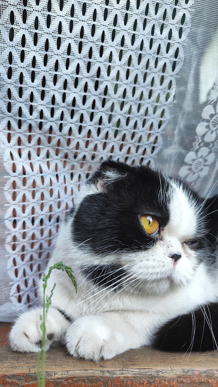 Я хочу котенка