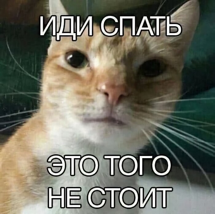 Окей, кот из интернета. Тут ты прав