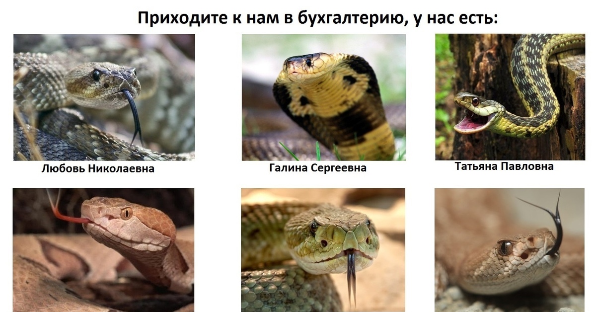 Женский коллектив змеи
