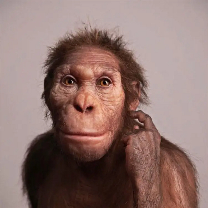 Australopithecus sediba
