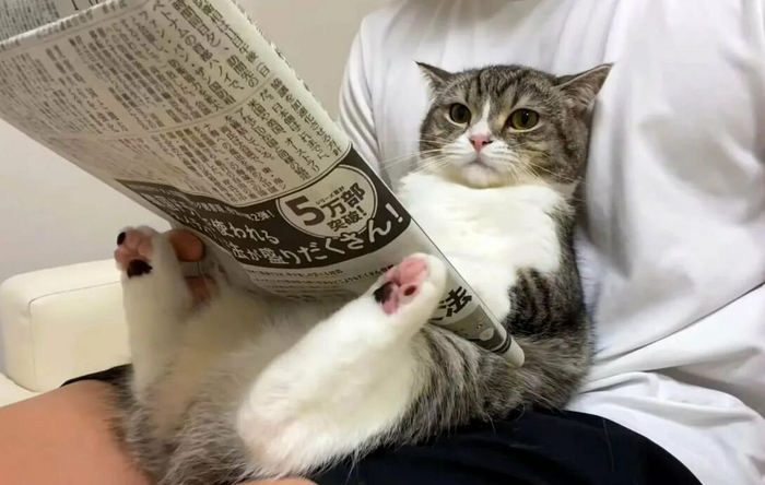 Мотимару читает газеты, а вы?