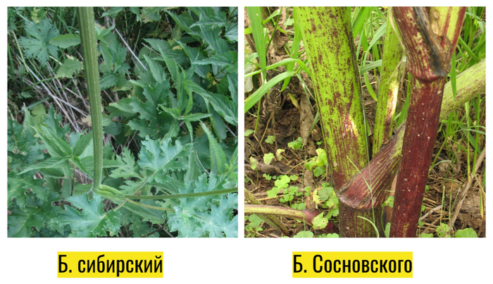 Фото слева - Антон Гладилин. Справа - Михаил Шовкун <!--noindex--><a href="https://pikabu.ru/story/borshch_iz_borshchevika_11109180?u=http%3A%2F%2Fwww.plantarium.ru%2Fpage%2Fimage%2Fid%2F577262.html&t=http%3A%2F%2Fwww.plantarium.ru%2Fpage%2Fimage%2Fid%2F577262.html&h=e1c97f88613870d25302faa9c9c63e8520b4a150" title="http://www.plantarium.ru/page/image/id/577262.html" target="_blank" rel="nofollow noopener">http://www.plantarium.ru/page/image/id/577262.html</a><!--/noindex-->