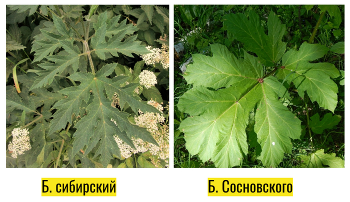 Фото слева - Антон Гладилин. Фото справа - Евгений Спиваковский (из Плантариума)