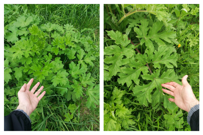 Листья борщевика сибирского. Фото - Антон Гладилин