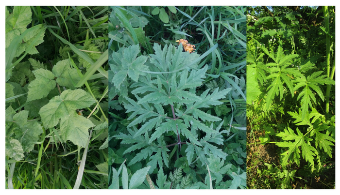 Изменчивость листьев б. сибирского. Фото - Антон Гладилин