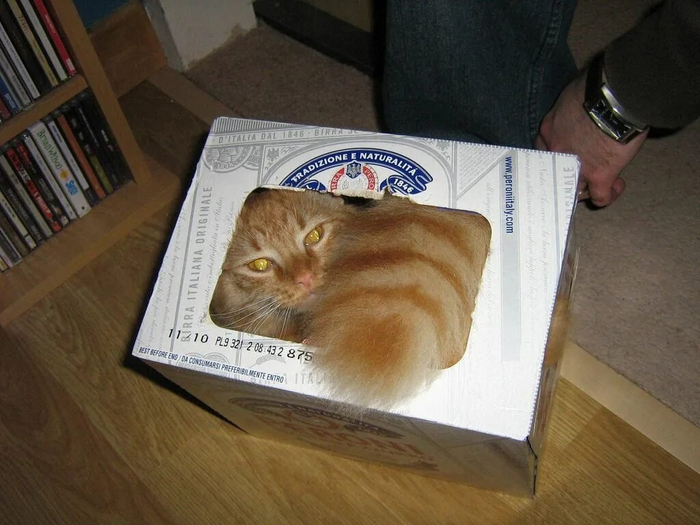 Почему коты любят коробки? Оказывается, это не просто прихоть, а самая настоящая потребность! Кот, Коробка, Книга животных, Дикие животные, Яндекс Дзен, Длиннопост, Яндекс Дзен (ссылка)