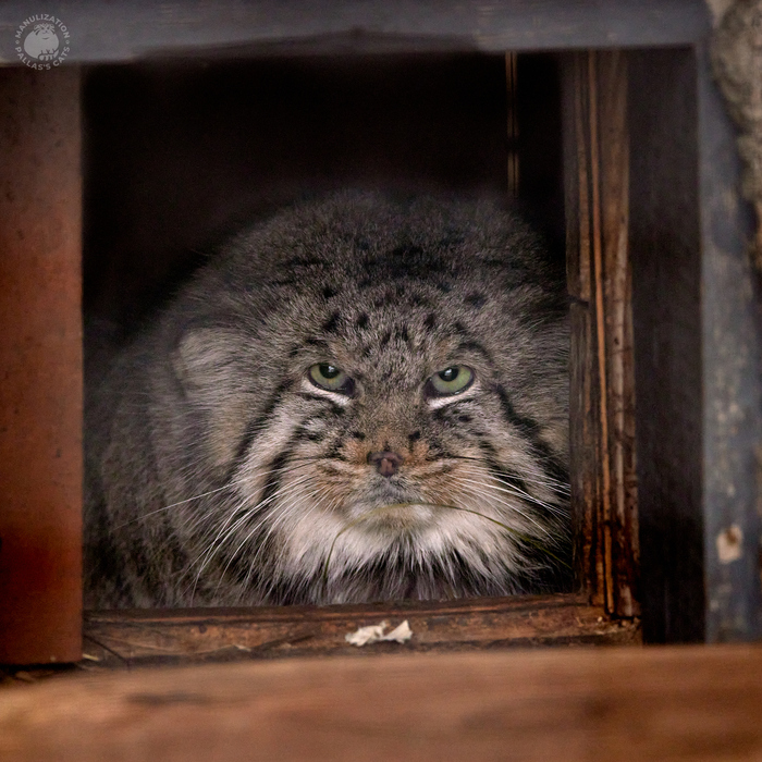 ����������: ����, ���� ���������� ��