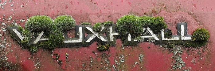  : Bryum argenteum, Grimmia pulvinata  Orthotrichum diaphanum