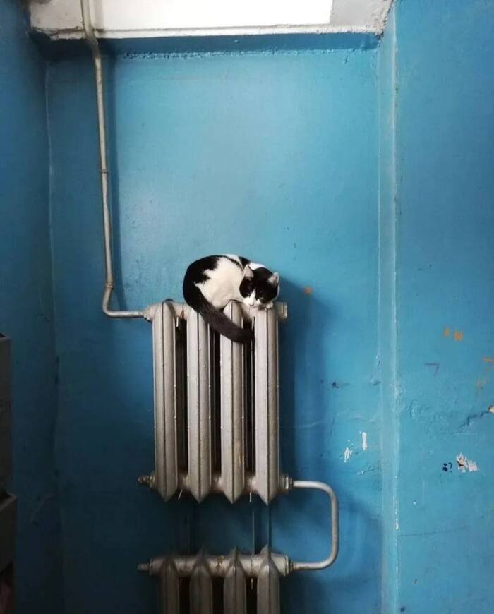 Маленькой котеньке холодно зимой