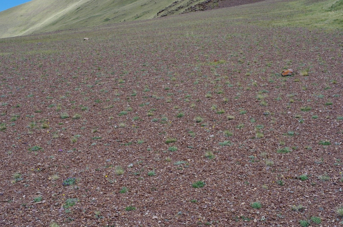 Обнаруженный резерват астрагала замечательного