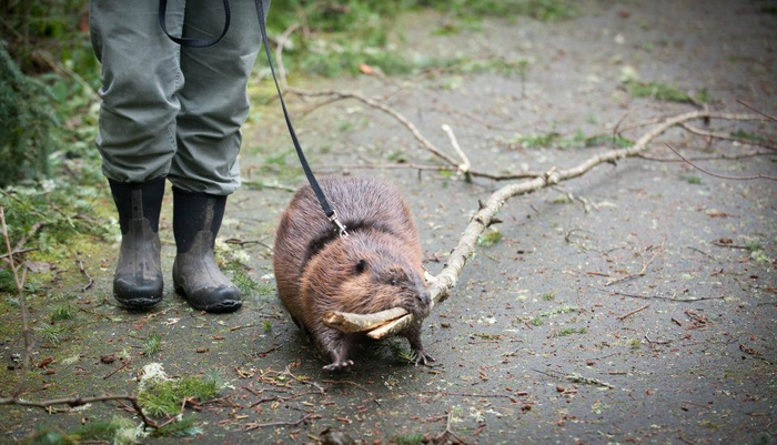 Найти фотографию, на которой человек держит взрослого бобра, не так легко. Потому что этого зверя даже поднять тяжело!