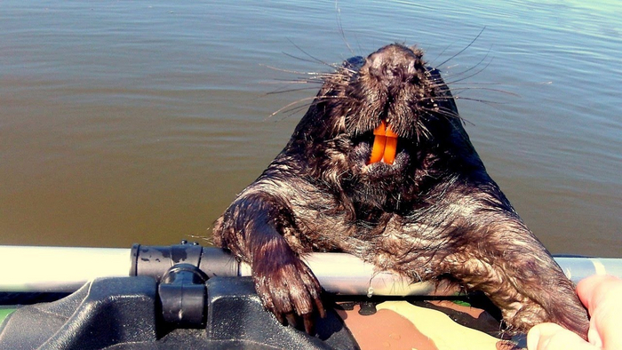 То что бобр не способен летать на своём хвосте, совсем не значит, что он миролюбивое животное. Дикого зверя стоит обходить стороной, так как он может кинуться защищать свою территорию.