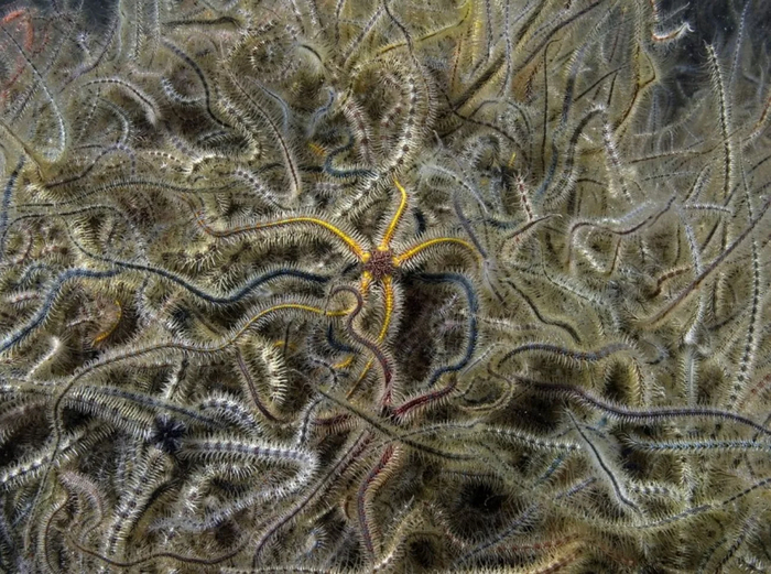 На останках крупных животных собираются все офиуры с окрестностей. Они укладываются в многослойный и чрезвычайно плотный ковёр.