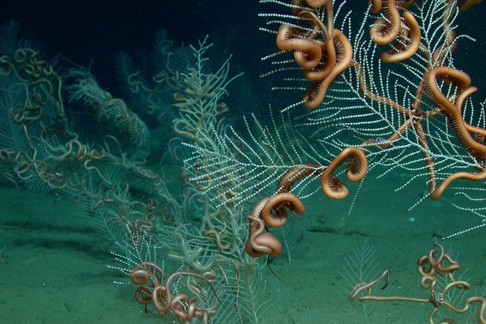 А эти молодые офиуры вообще паразитируют на кораллах.