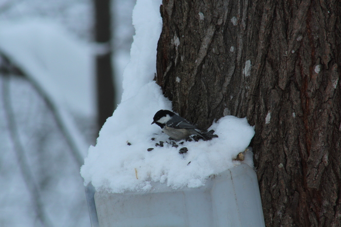 Малютка московка