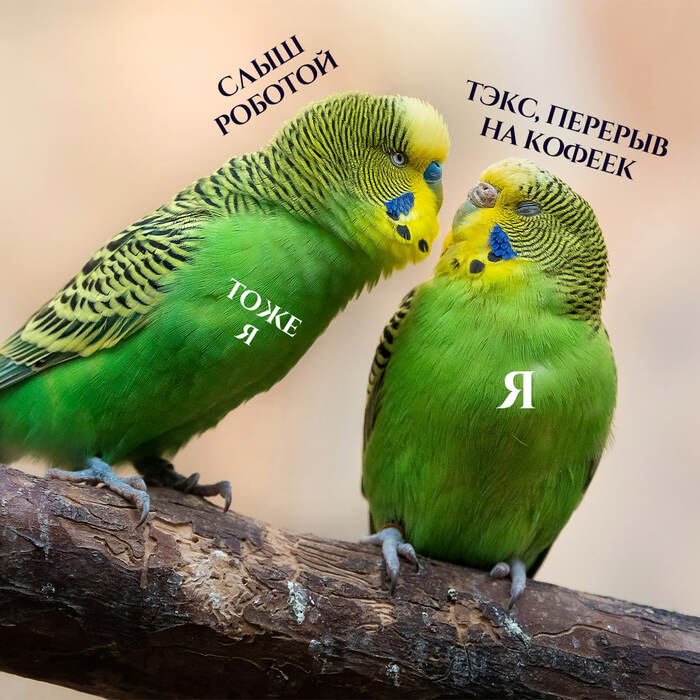 Фантастические самозанятые и где они обитают... | Пикабу