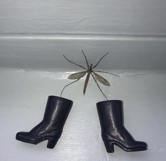 К Мухе походу собирается