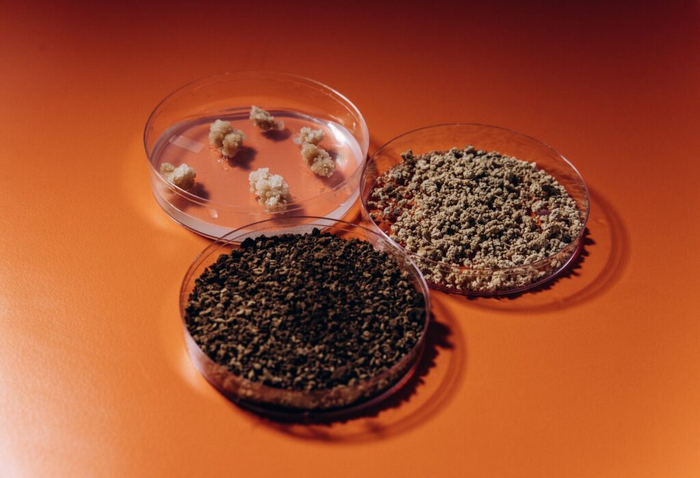 Клетки появляются в виде маленьких влажных кусочков, которые затем сушат и обжаривают в кофейный порошок (Courtesy)