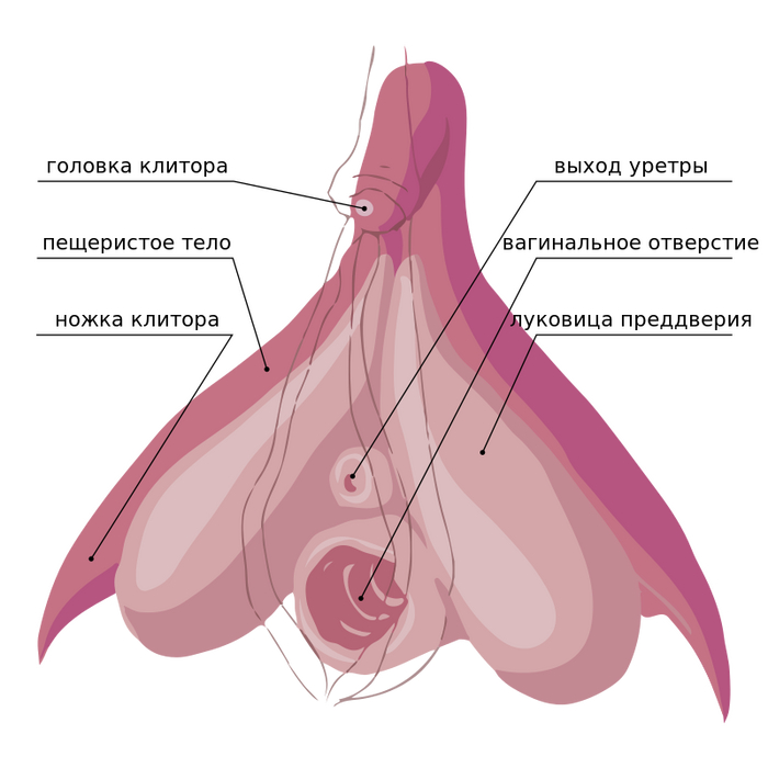 Мастерство секса: часть 4 - куннилингус