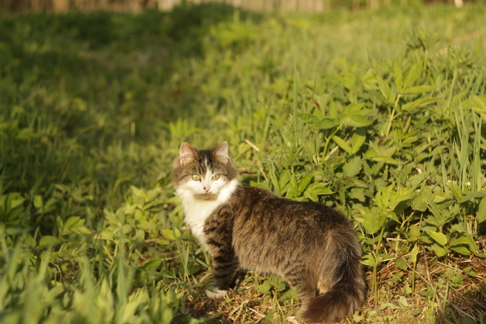 ����� � ���� ���������.